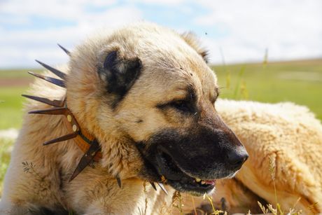 Turski kangal