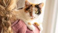 Mačke kriju bol, ali njihov posip otkriva sve: Veterinar upozorio vlasnike koja su ČETIRI ZNAKA za uzbunu