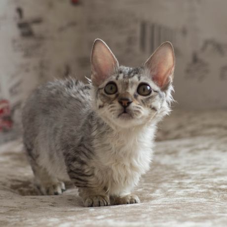 Mačka lambkin