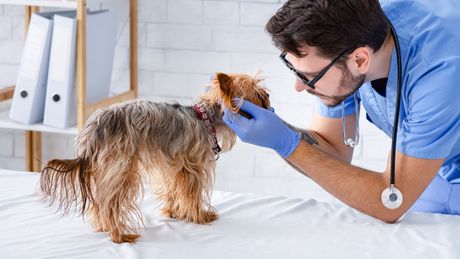 Jorkširski terijer i veterinar