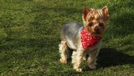 Veterinar otkriva kako da najbolje rashladite psa leti: OVAJ TRIK sa maramom može mu spasiti život