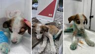 Štene sa odsečenim nogama danima ležalo na ulici: Građani Priboja okretali glave, Milin spasilac ipak STIGAO