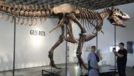 Gas prodat za rekordnih 50,1 milion dolara: Evo šta paleontolozi misle o tome što je ti-reks postao trofej