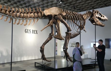 Tiranosaurus reks zvani Gas