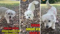 Udomljava se Selena iz Beograda, pas koji je ostavljen kod veterinara zbog neplaćenog računa