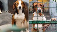 Koliko predrasuda vas deli od najboljeg četvoronožnog prijatelja? Kira i Leni još čekaju šansu za novi dom