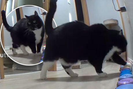 Mačak Bjorn i muzika