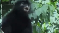 Misteriozni maskirani majmun je peti otkriveni u Africi tokom 75 godina – i možda je već ugrožen