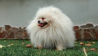 I pomeranac može da "oćelavi": Alopecija X, bolest "crne kože" zbog koje dlaka postepeno opada