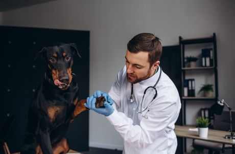 Pas i veterinar