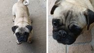 Mops Ranka, bivša mašina za rađanje: Vlasnici je zvali "DOĐI", spasioci joj dali ime koje nije imala