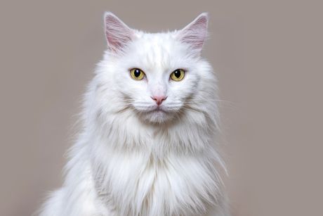 Mačka turska angora