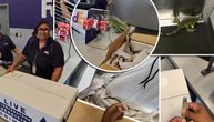 Pošiljka izazvala džumbus u FedEksu: Primalac otvorio paket, zaposleni popadali kad su videli ko je unutra