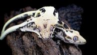 Vrednost ovom reptilu određuje broj pega: Znate li koliko tačno mrlja mora imati superdalmatinski gekon