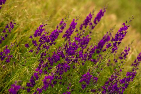 Žavornjak ili Delphinium