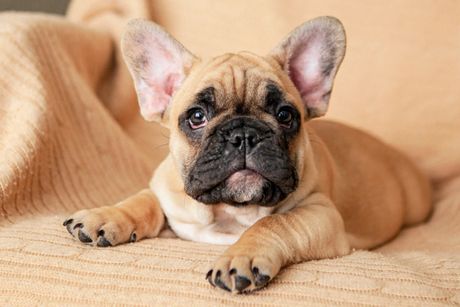 Francuski buldog