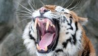 Tigar u divljini prvi put posle više od 70 godina: U Kazahstanu je poslednji ubijen 1948.