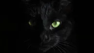 EKSKLUZIVNO! U oktobru stiže Black Magic: Srbija dobija jednu od najređih mačaka na svetu