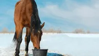 Test nabiranja kože otkriva kritičnu dehidraciju kod konja: Da li znate da ga pravilno uradite?