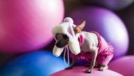Fluorescentno roze ih baš nervira: Na omraženoj listi još PET BOJA koje psi uopšte ne podnose