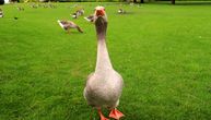 Etika ili tradicija na stolu: Brazil stavio tačku na foie gras, ove zemlje i dalje sprovode surovu praksu