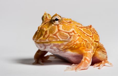 Rogata pekman žaba