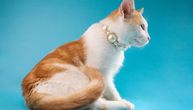 Želite da vaša mačka nosi ogrlicu? Jedna greška može dovesti do ozbiljne povrede o kojoj se retko priča