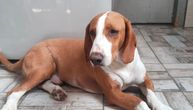 Pas sa krivim nogama traži svog kuma: Posavac Đoša ne može da preživi bez vaše podrške