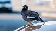 Menjate parking, ali vas ptice uvek nađu i "zaliju": Ne očajavajte, nisu ljute na vas, OVO je u pitanju