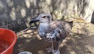 Mladi galeb sa ostrva Iž gladovao danima: Veterinarka ga spasila, evo šta je izvadila iz njegovog grla