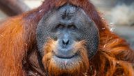 Crveni alarm za opstanak vrste: Ženka orangutana može postati majka samo jednom u devet godina