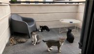 Od posude sa vodom do mreže podrške: Playkot inicijativa za bolji život beogradskih uličnih mačaka
