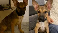 Nora, pas koji je dvaput izneveren: Nađena vezana lancem na njivi, u prašini, na suncu koje uzima život