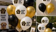 Zid čekanja, besplatni saveti, udomljavanje: Šta još čeka Beograđane na manifestaciji Golden Paws Rescue