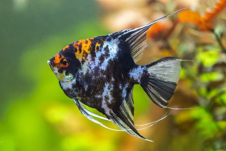 Akvarijumska riba