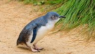 Prvi put u istoriji počela masovna vakcinacija pingvina u Australiji: Da li 40.000 ptica može da preživi H5N1?