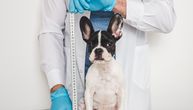 Francuski buldog opasno "zapenio" kod veterinara: Da li i vaš pas ulaže žalbu kad stigne na pregled?