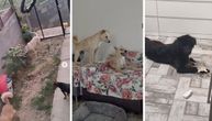 U jednom pansionu za pse udomljavanje čekaju i beli kenguri: Ne verujete nam? Pa, evo dokaza!