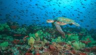 Naučnici analizirali „vremensku kapsulu“ u koralima Galapagosa: Ono što su otkrili o El Ninju je ZASTRAŠUJUĆE