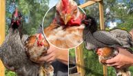 Kome je važno što petao ima čizme od perja: Otkrivamo zašto fanovi živine luduju za ovim detaljem