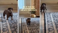 Skokovi stare jazavičarke su nešto najslađe što ćete videti: Ovako izgleda zumi-slou-stop-moušn animacija
