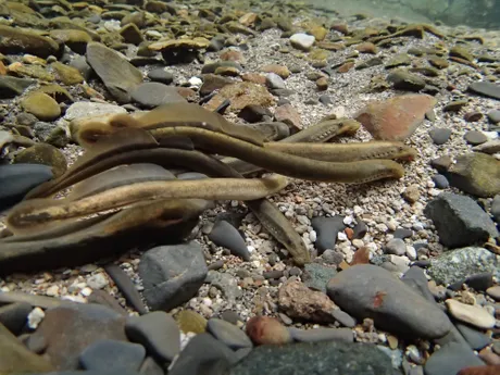 Veganski Drakula riba, brook lamprey
