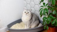 Najgora mesta za mačiji wc u stanu: U kojim prostorijama ne sme da stoji posuda sa peskom?