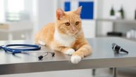 Vaša mačka mnogo kašlje, terapija ne pomaže: Proverite, mogući krivci su opaki plućni crvi