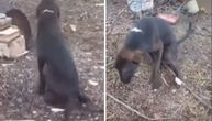Pas kome su ljudi slomili noge: Ilija pokušava da juri kroz život, ali ga svaki korak mnogo boli