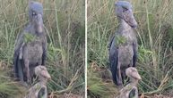 Konačno dostupan snimak mladunčeta ptice-dinosaurusa: Prizor koji se retko viđa dirnuo svet