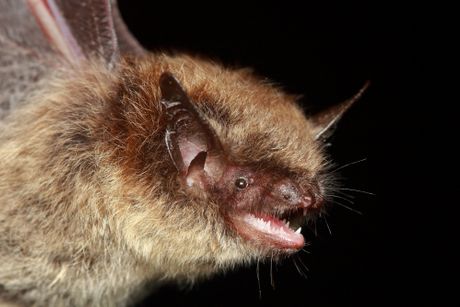 Myotis brandtii