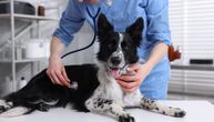 Veterinar napravio kobnu grešku: Umesto da dobije injekciju za alergiju, pas eutanaziran pred vlasnicima!