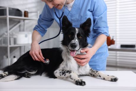 Pas i veterinar