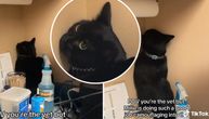 Crna mačka pomislila da je postala nevidljiva: Evo kako se sakrila kad je stigla kod veterinara